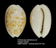 Cribrarula catholicorum (2)